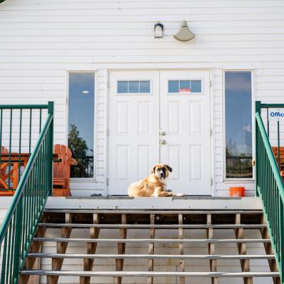 SK Men's Centre outside staircase with dog sitting at top steps